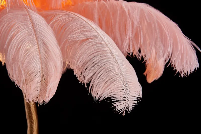 Nordic LED Colourful Ostrich Feather Palm Tree Floor Lamp for Living Room Home Modern Floor Light (ZY-YM01)