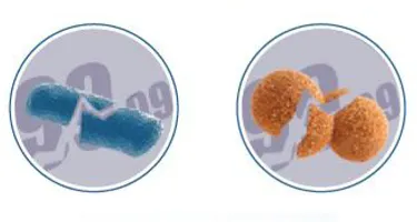 High Technology Thermal Storage 2000W 230V 50Hz White Electric Storage Hot Water Heater for Bath